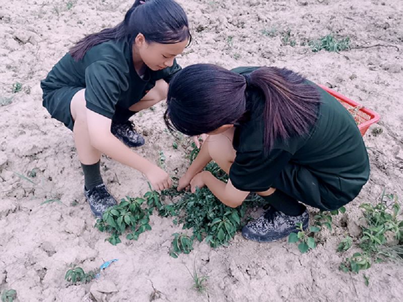 学生在启德特训学校劳动基地采摘野菜(图4)