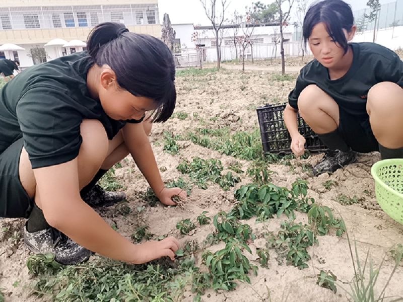 学生在启德特训学校劳动基地采摘野菜(图1)