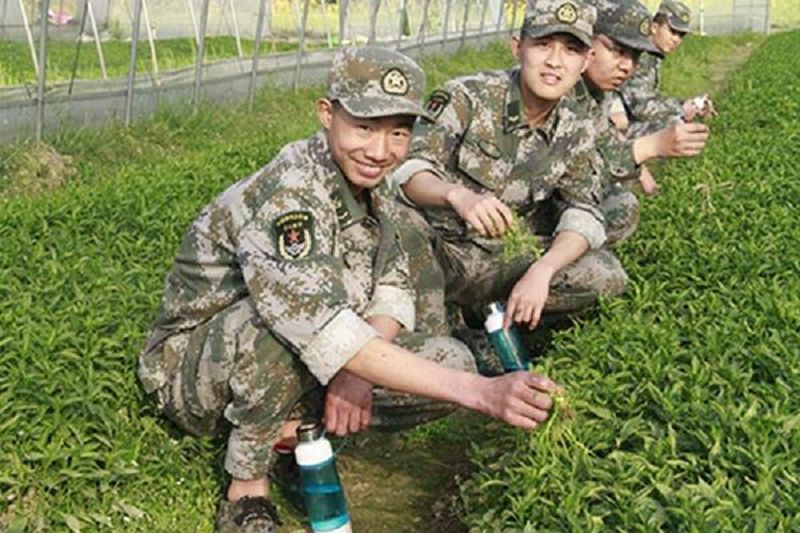 安排学生到学校附近农场进行体验教育(图1)